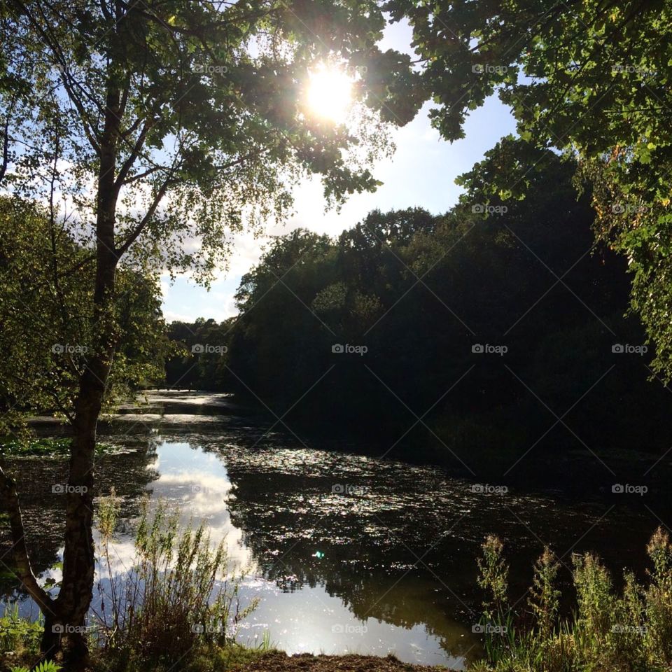 Peeking through the trees 