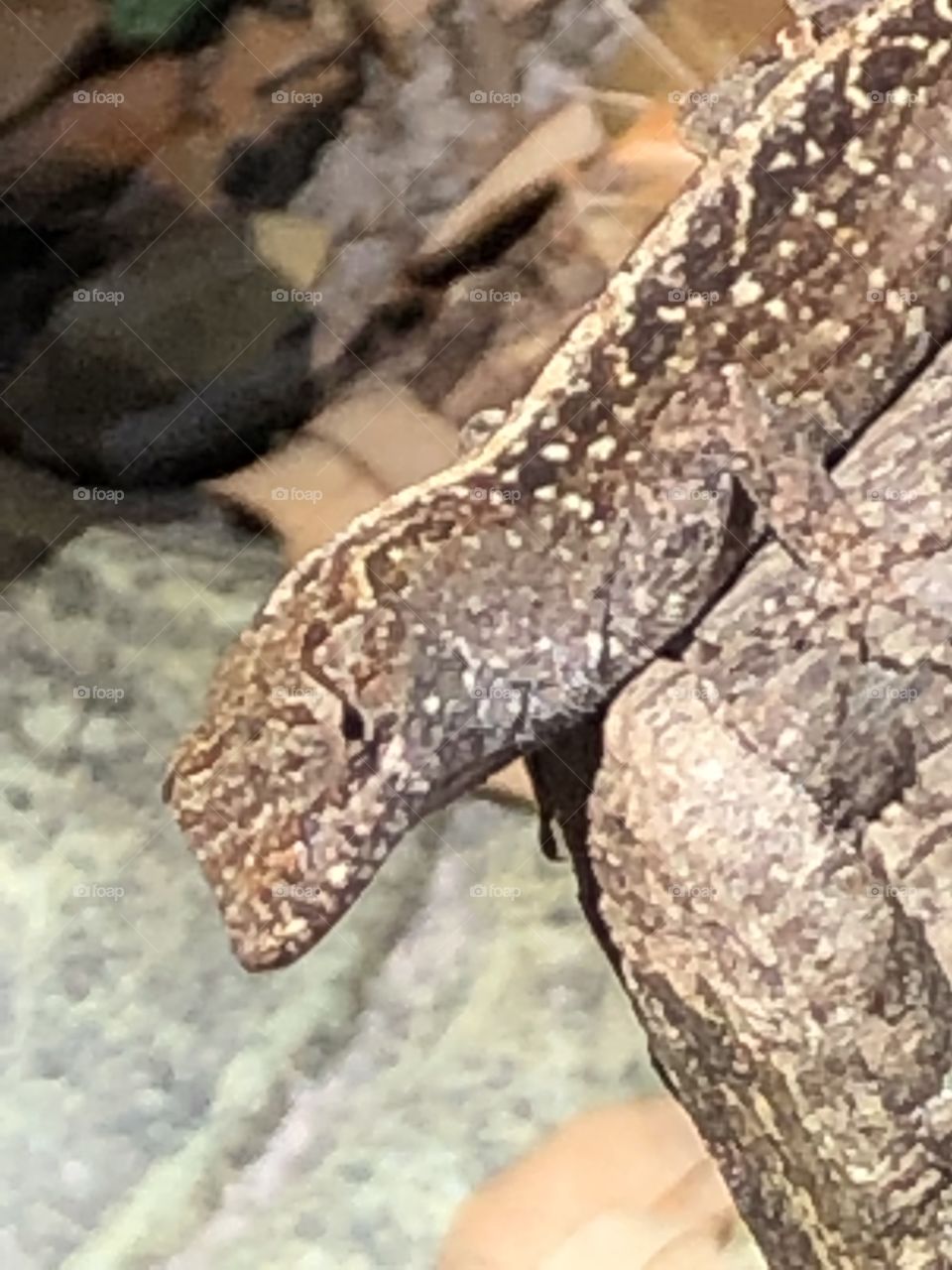 Lizard close up 