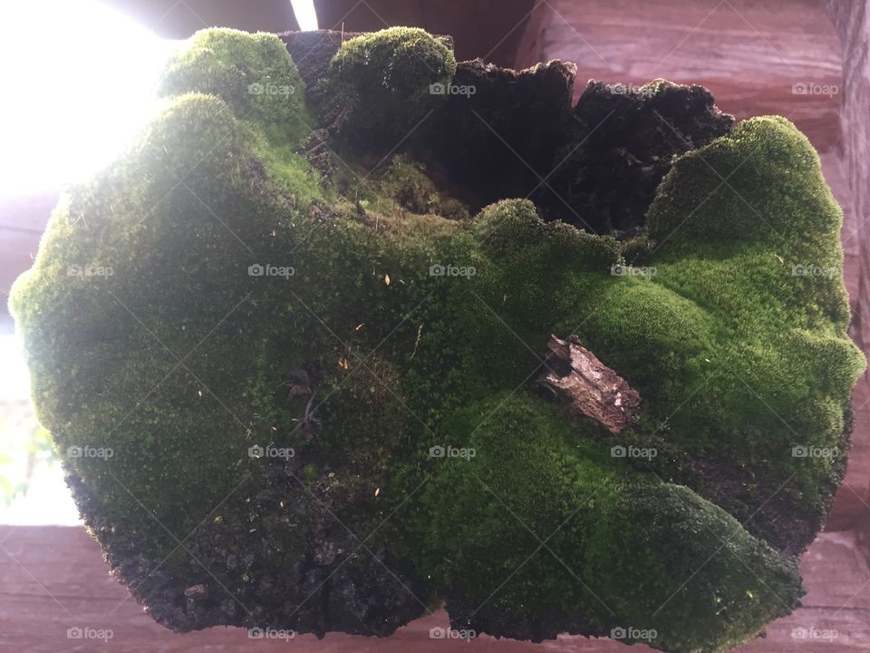 Moss on a log