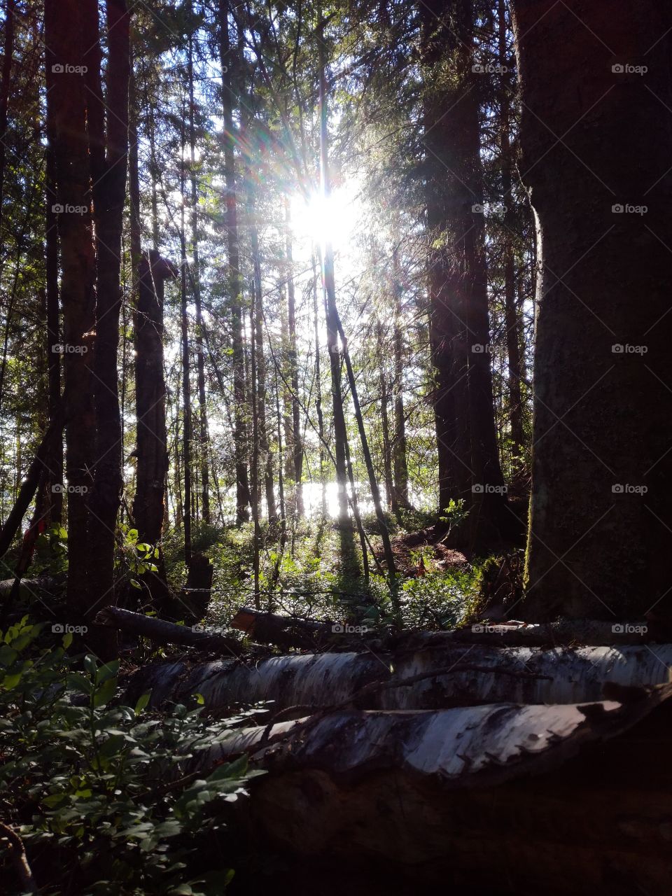 Sunlight peeking through forest
