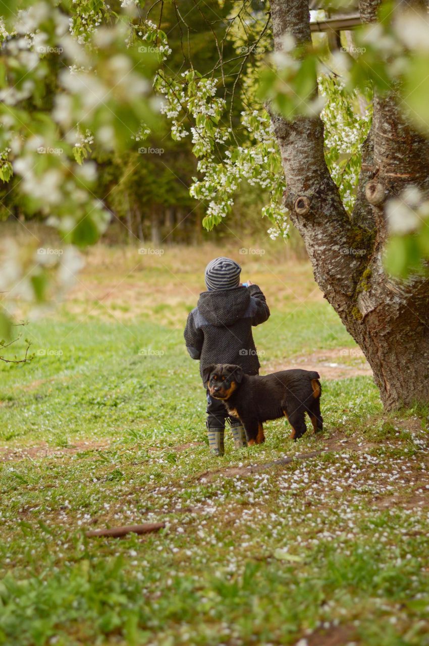 Toddler boy standing under the cherry blossom with puppy.