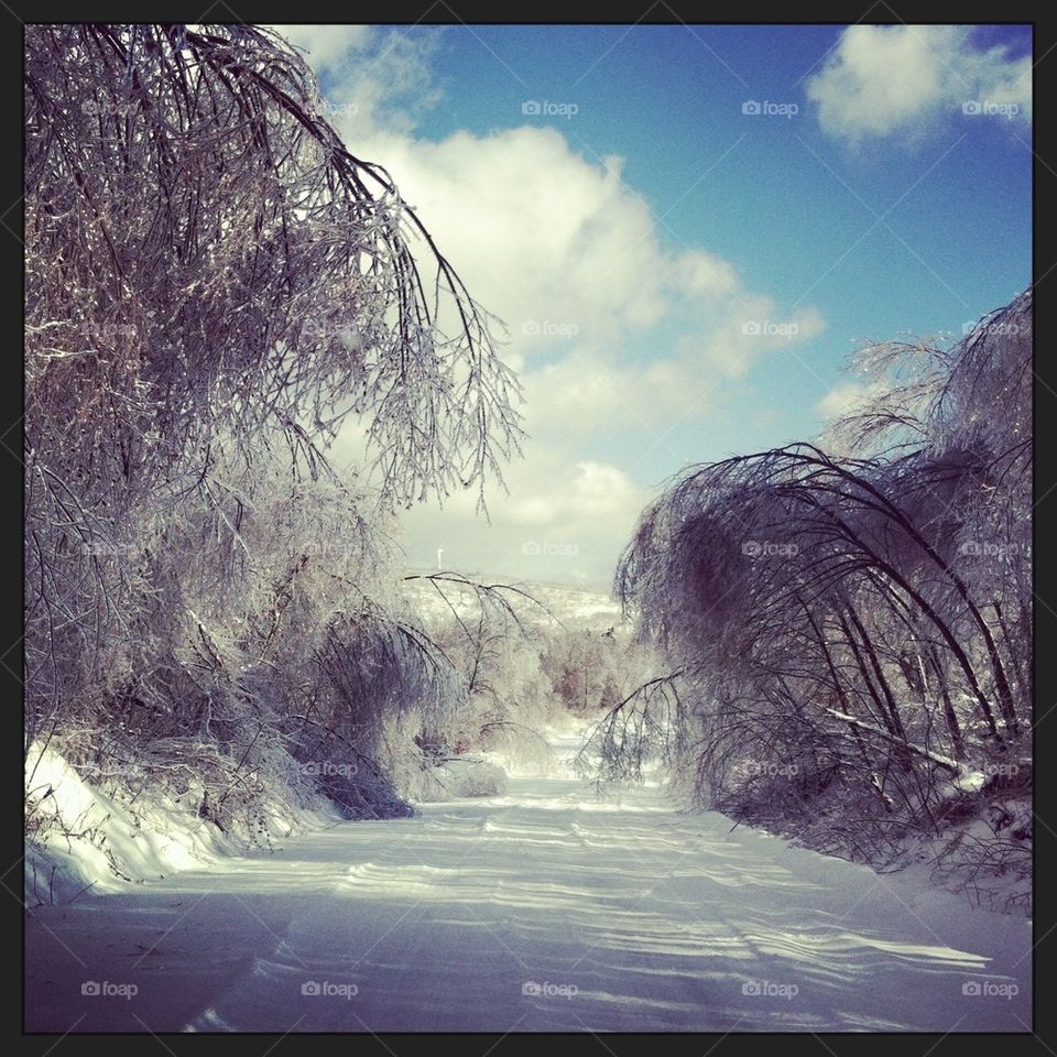 Ice makes trees willows