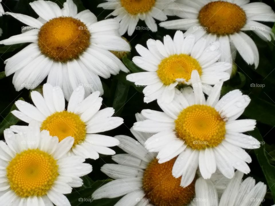 Daisies