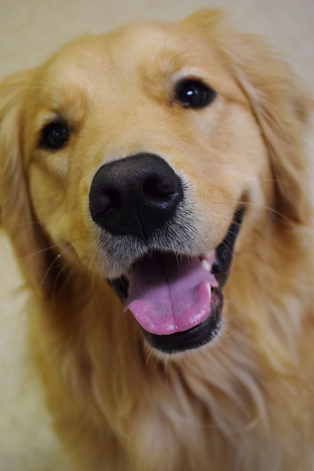 Portrait of dog