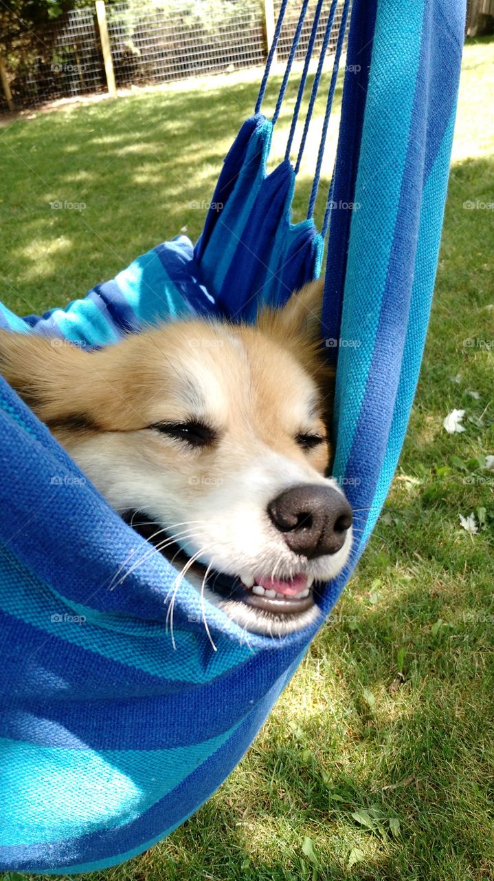 sleeping pup. backyard swing
