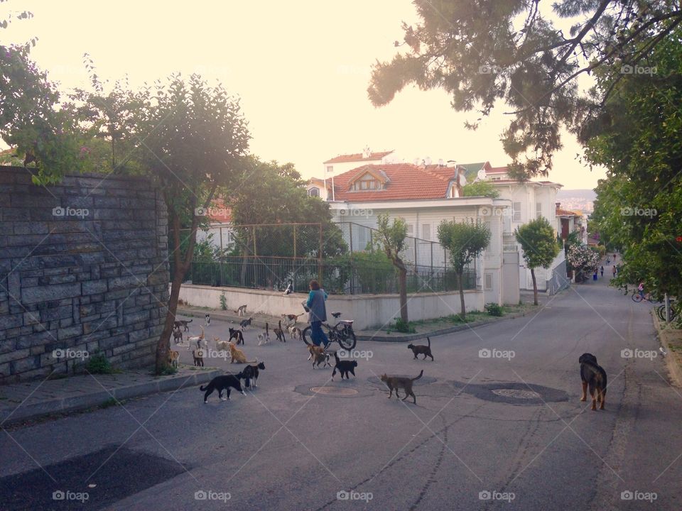 People, Road, City, Street, Dog