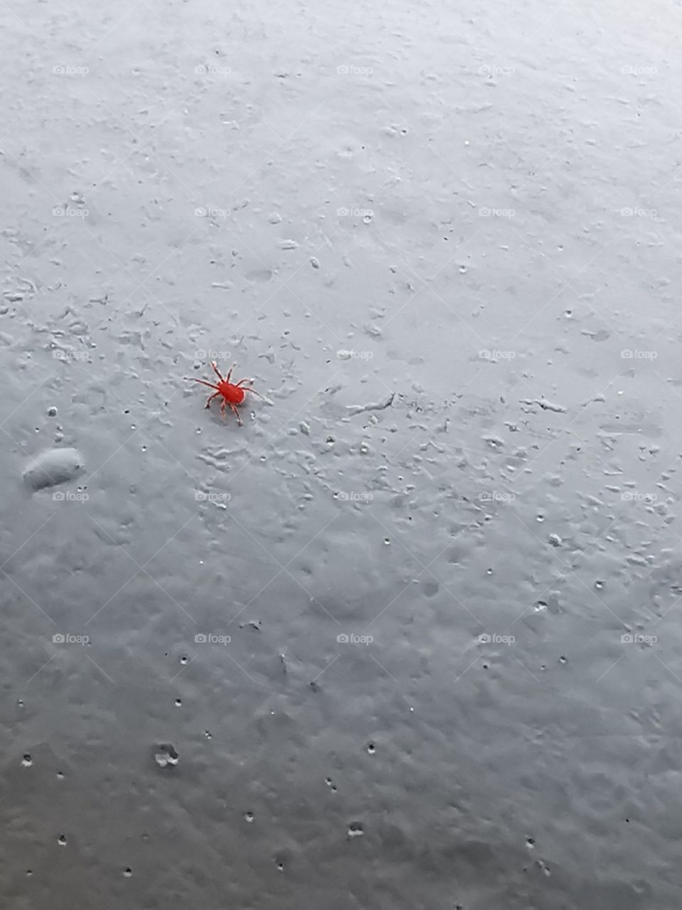 Tiny red bug