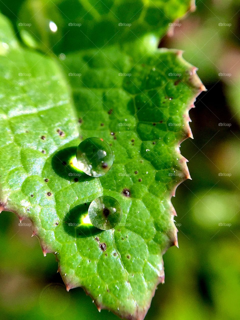 Gota de orvalho