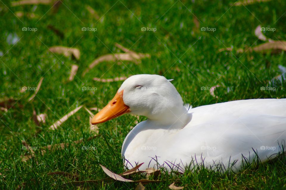 The White Duck