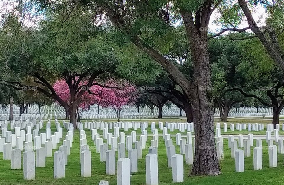 Fort Sam national cemetery, San Antonio, Texas. white headstones, veteran's graves, American military, sacrifice, honor, remembering heroes, patriots