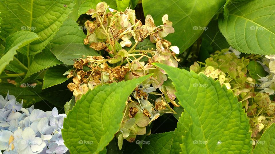 Plantinhas, o verde vivo das folhas.