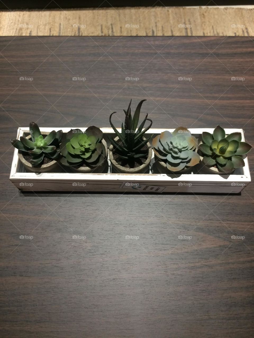 Succulents In A Row