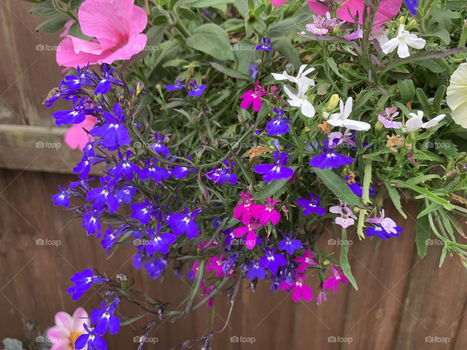 Colourful lobelia 