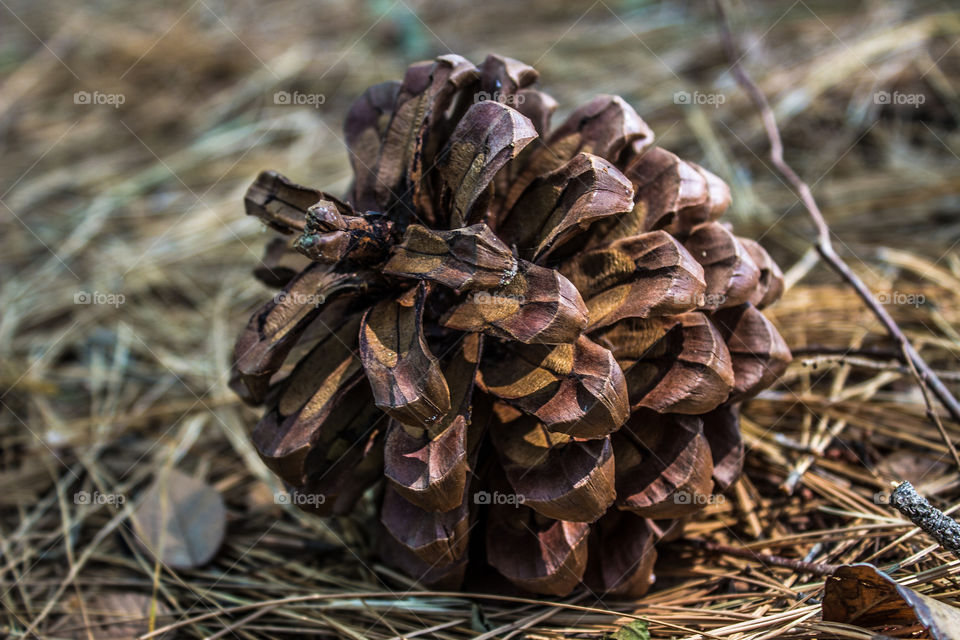 closeup of pine cone