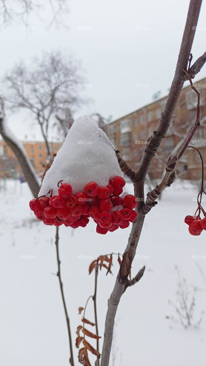 berries in the snow, red and white, berries, rowan, bunch of berries in the snow, tree, branch, snow, frost