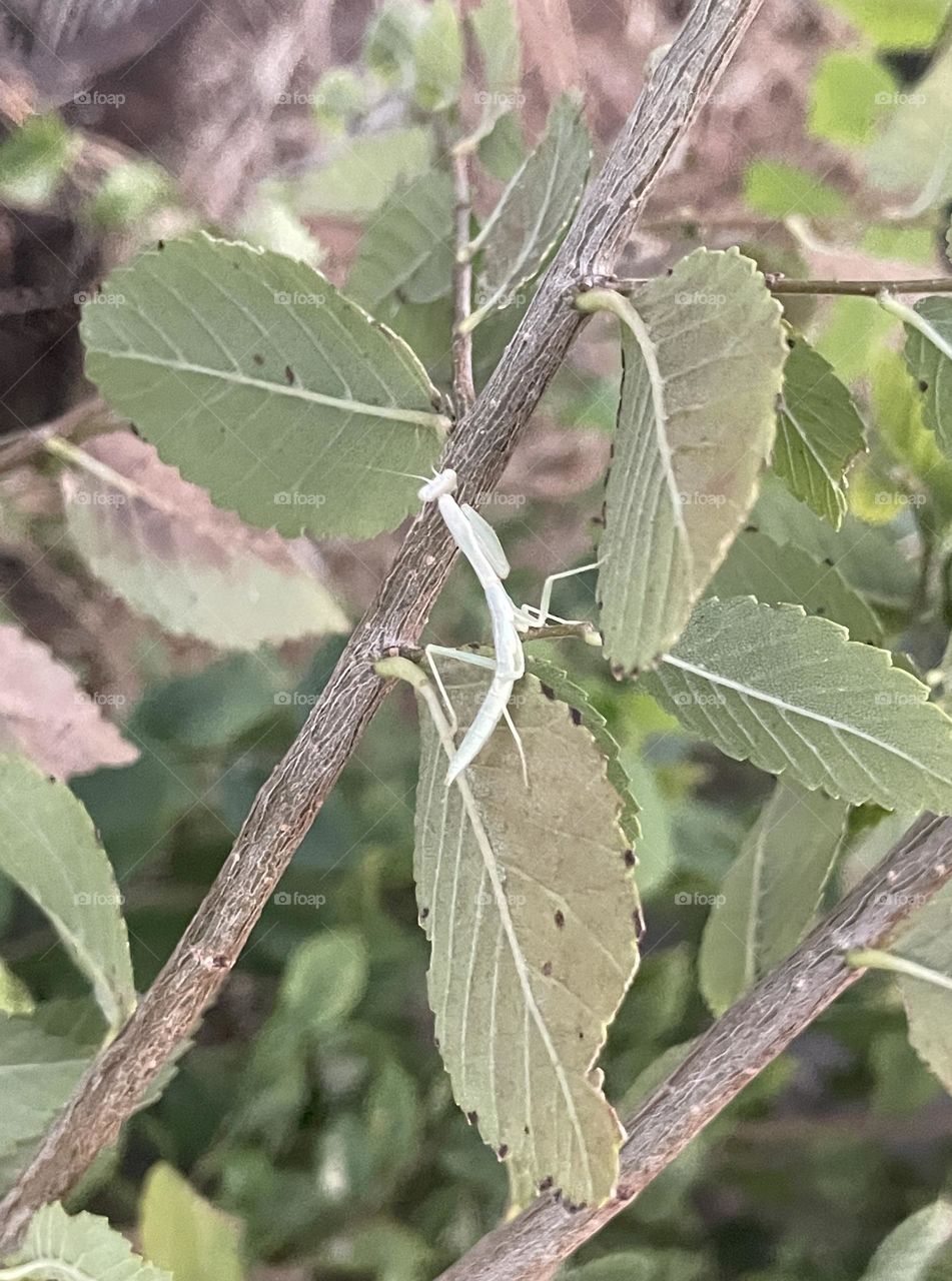 A praying mantis sitting on a tree.