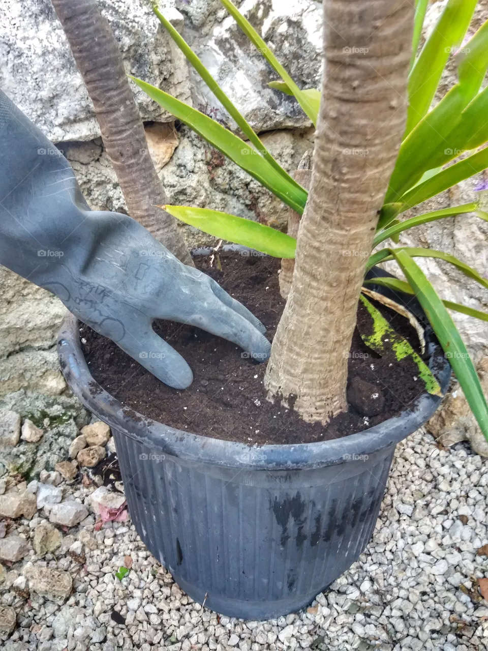 Gardening!