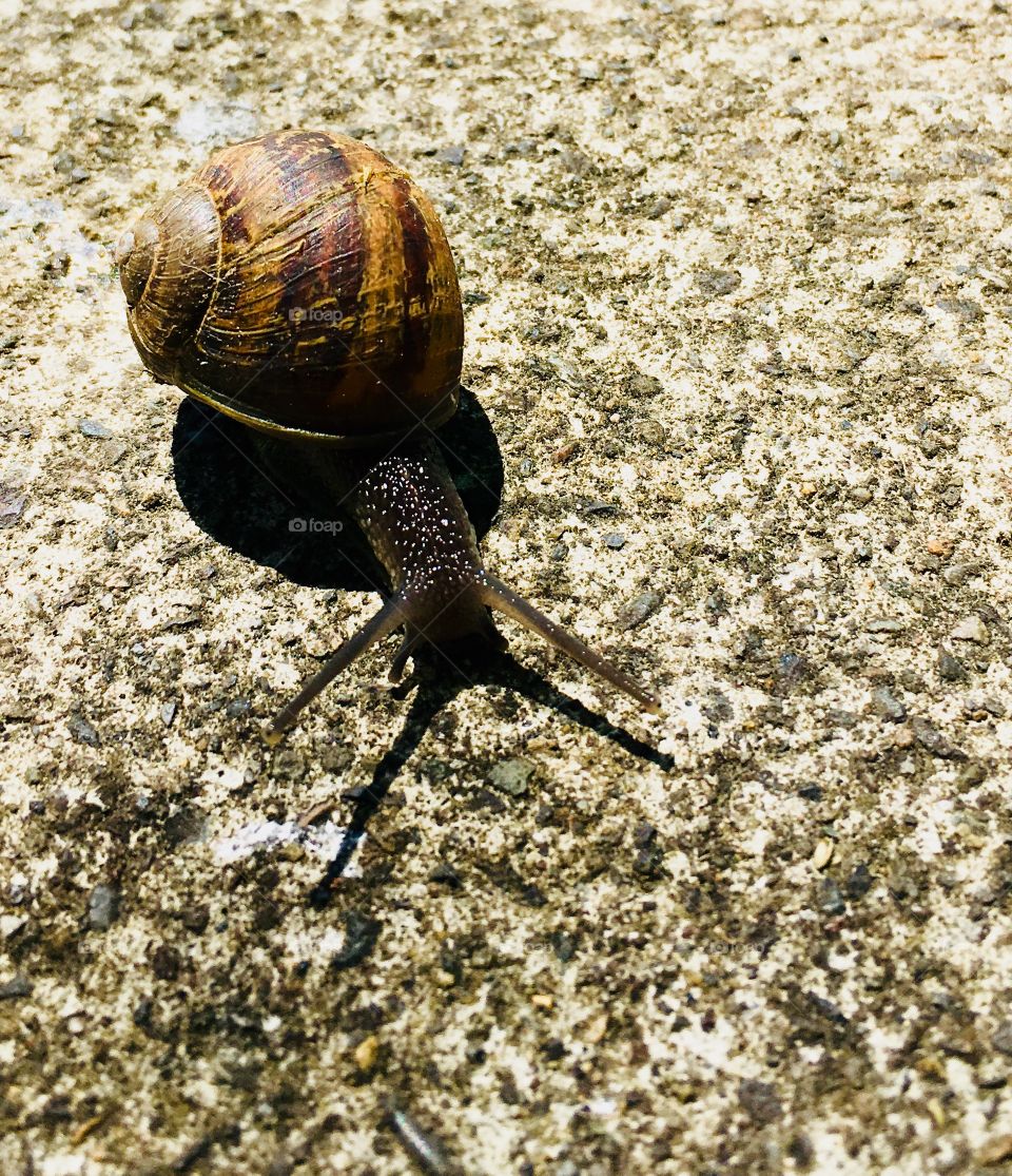 Snail 1
