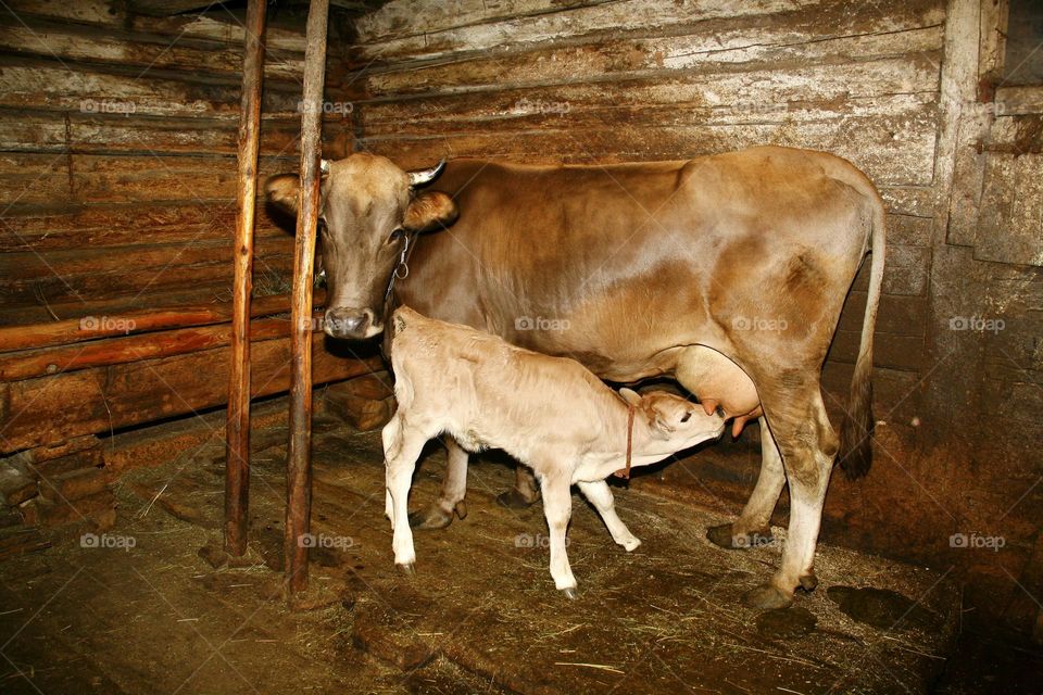 На фото изображен момент истинной нежности и связи между мамой-коровой и ее теленком.