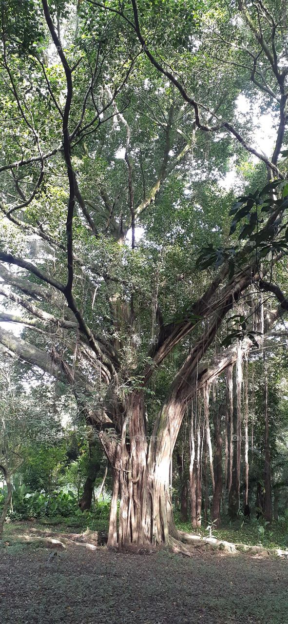Jardim Botânico de Santos