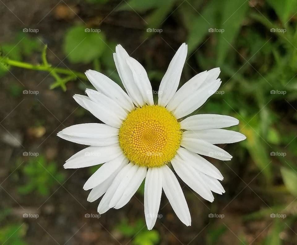 I keep stars in my pockets wear daisies in my hair but I tuck you tenderly in the folds of my heart and take you everywhere.” ― Melody Lee