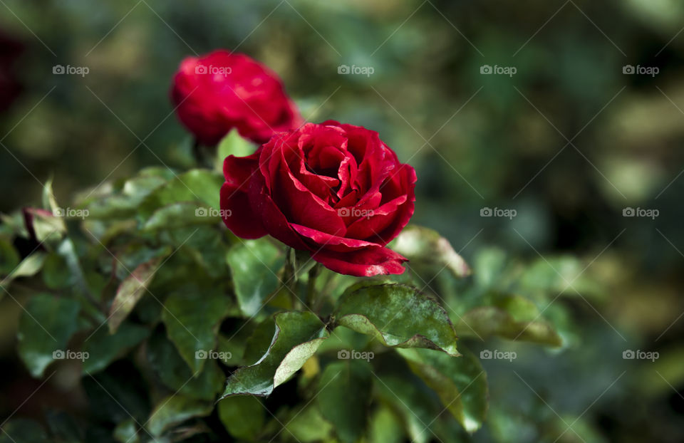A Beautiful Single Red Rose