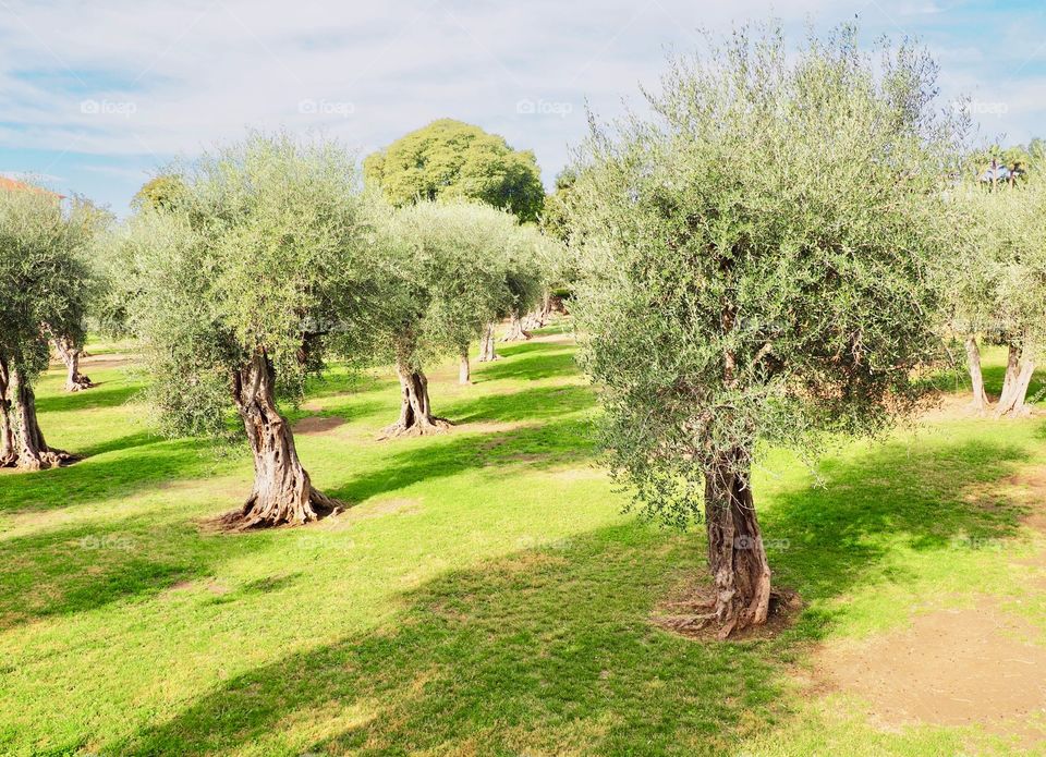 Olive trees in the park in Cimiez, Nice, France.