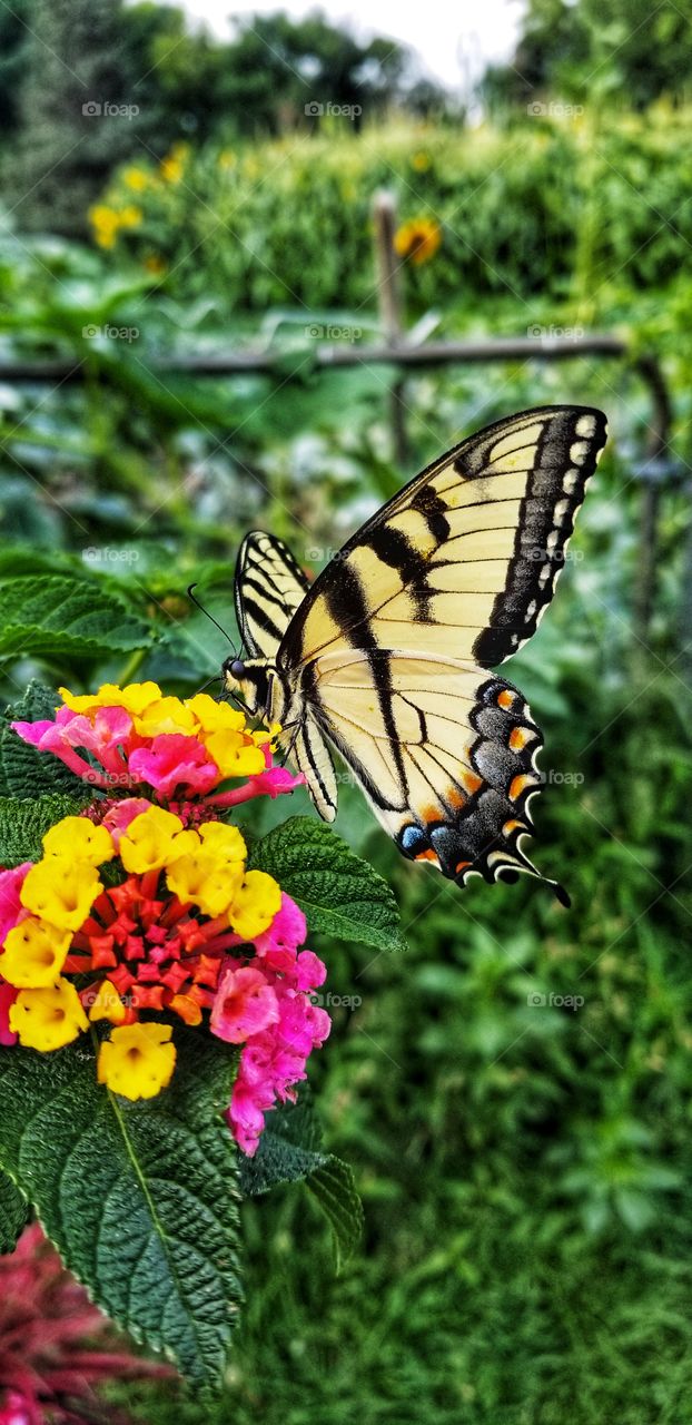 swallowtail butterfly
