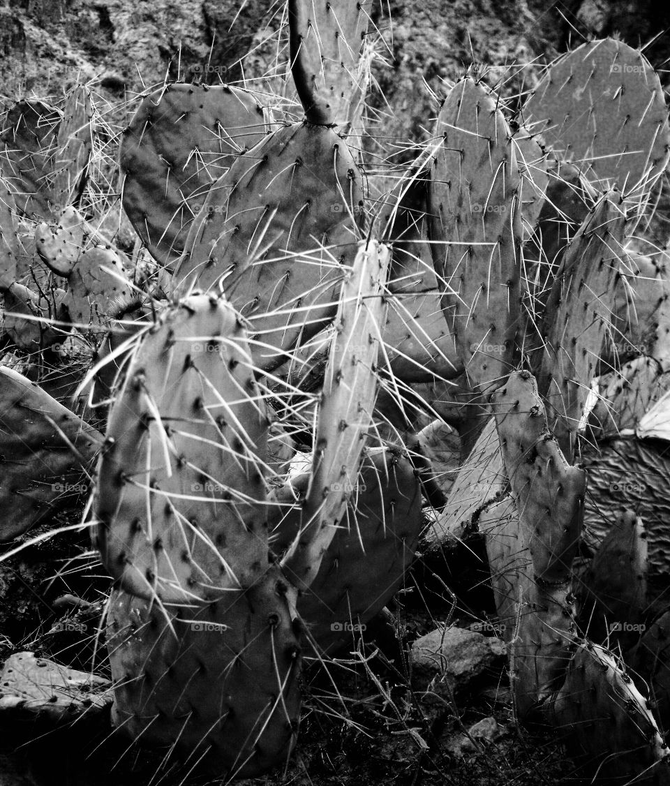Extra spiny cactus at the base of the Grand Canyon in Arizona near South Kaibab Trail