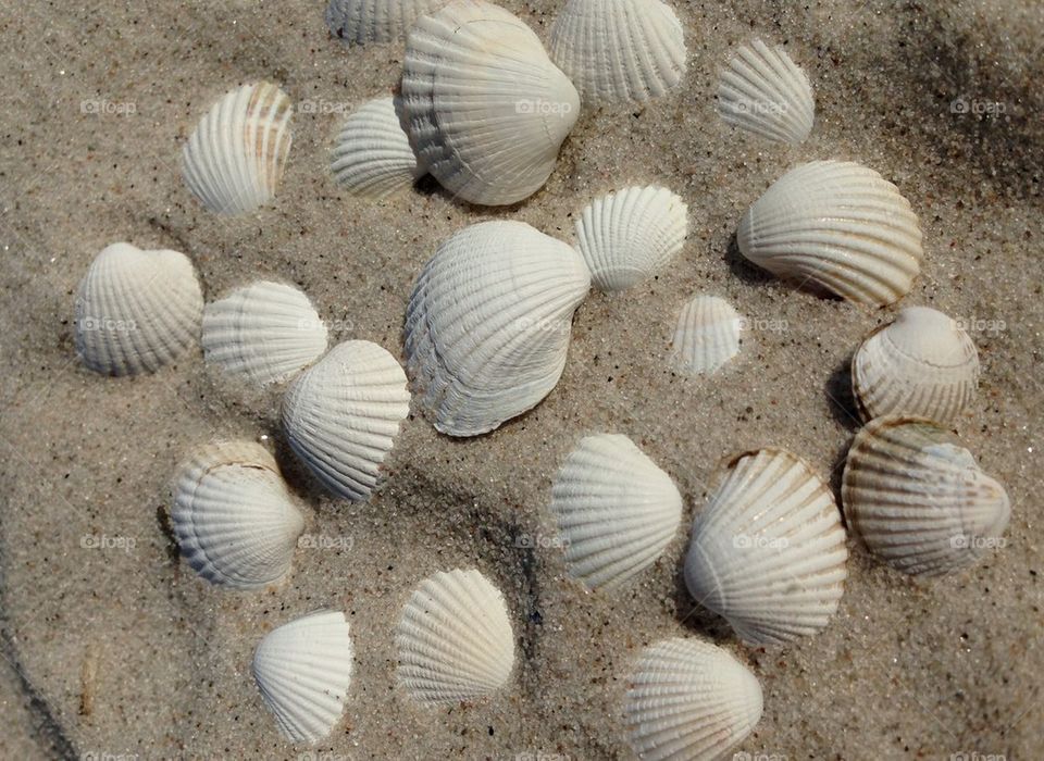 Beach shells.