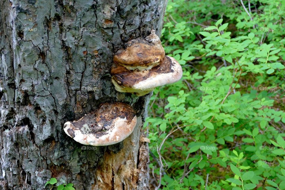 Some fungi growing on a tree on Mt. Washington, located on the Eastern edge of Vancouver Island in British Columbia, Canada.