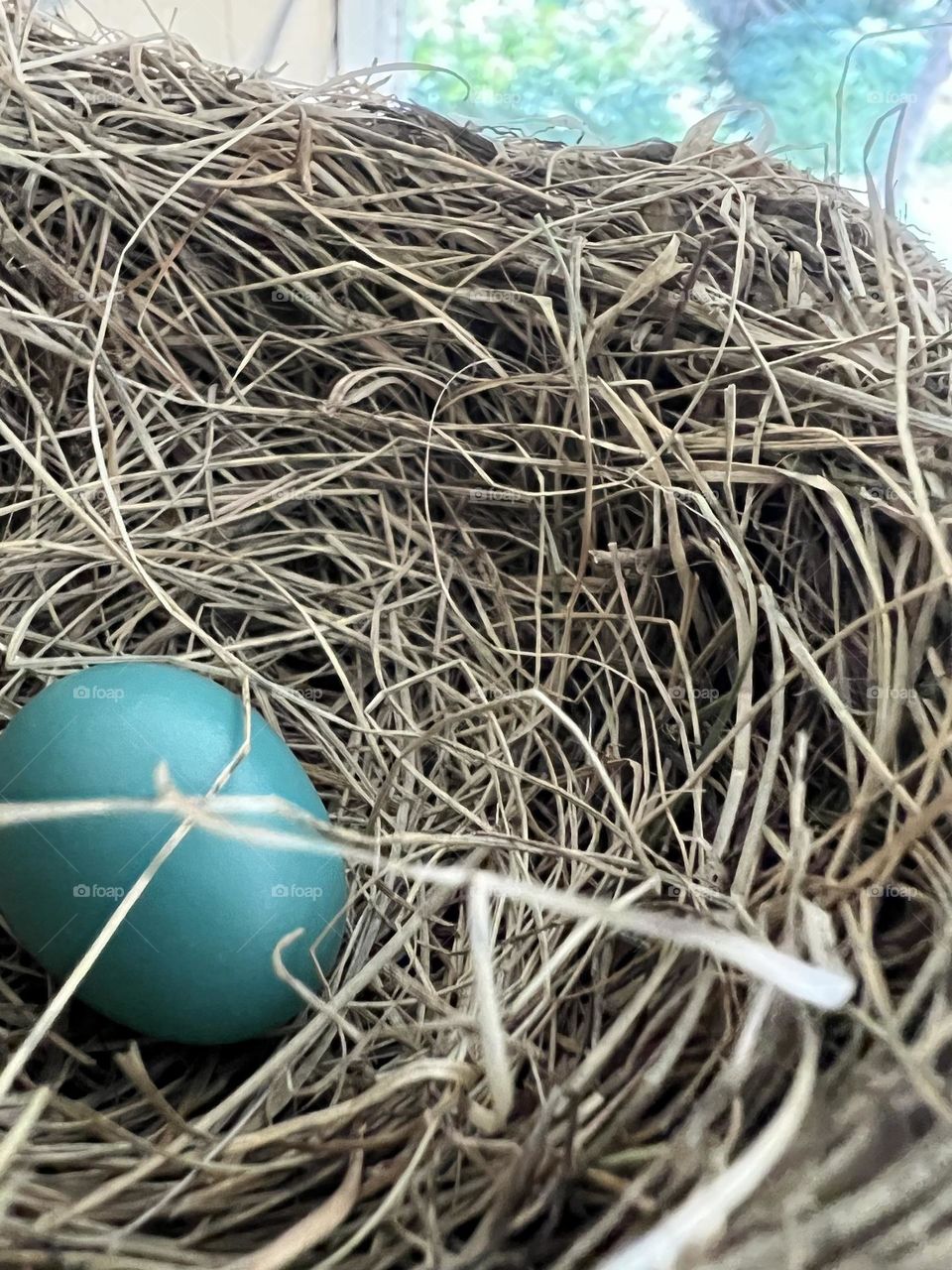 Robin egg