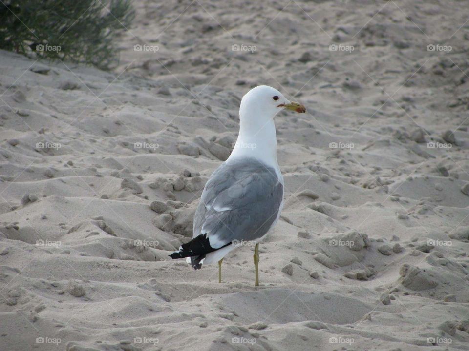 Majestic bird on the beach