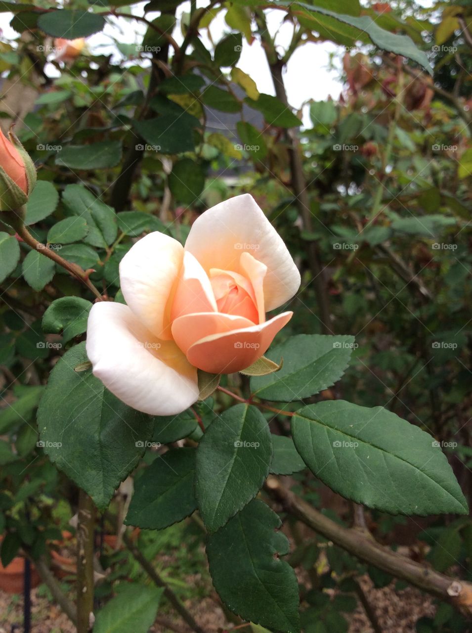 Antique Rose Bud. We have several antique roses in our back yard