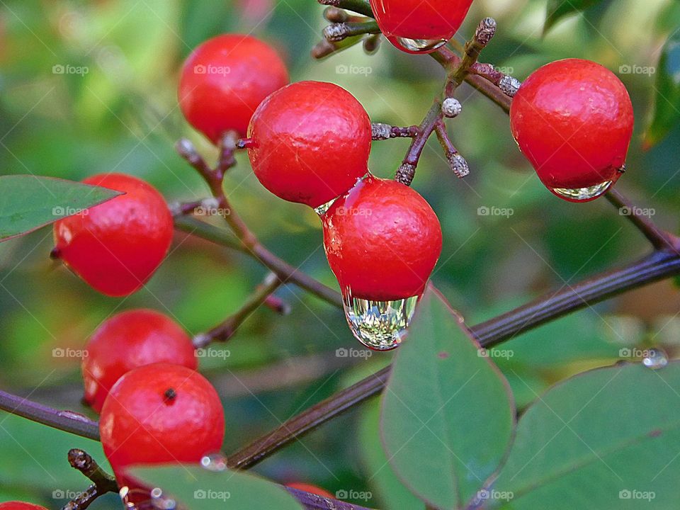Fresh berries with raindrops after a morning rain - vibrant red pigments that assist photosynthesis
