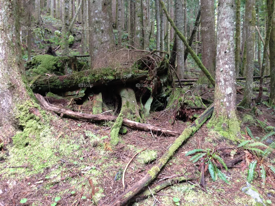 Fallen Tree