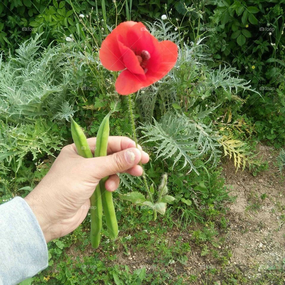 beans and red flower