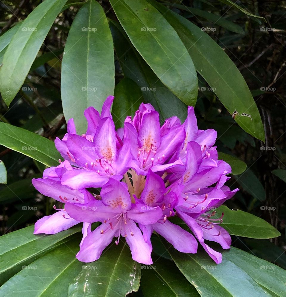 Rhododendron flower