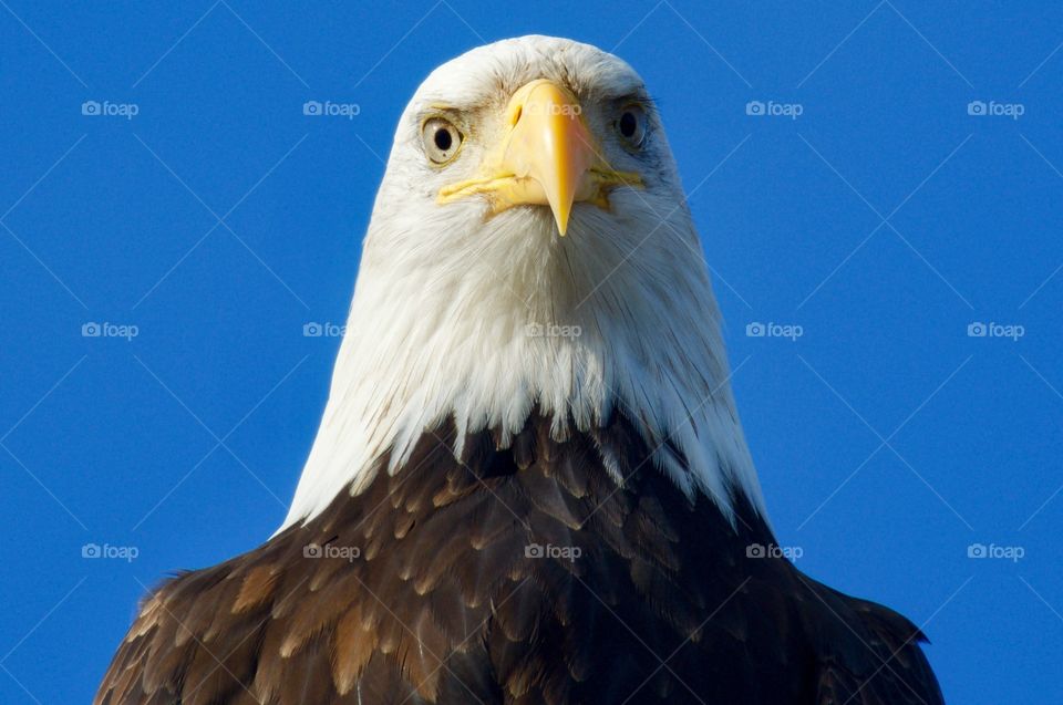 Direct stare eagle
