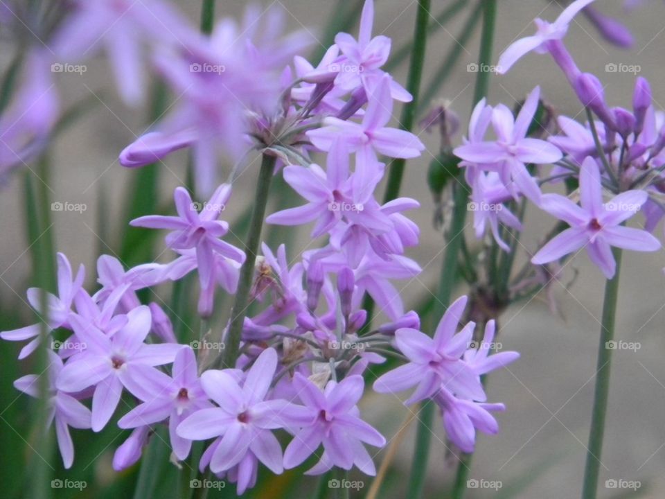 Field of flowers