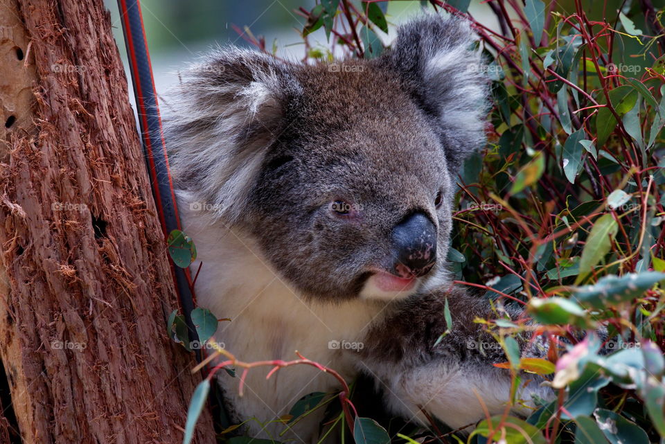 Koala Bear eating eucalyptus leaves in Australia