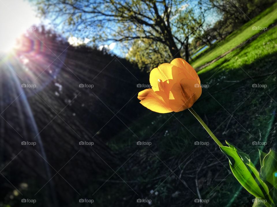 Tulip in the sun—taken in Dyer, Indiana 