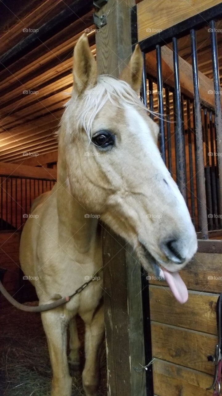 Horse Sticking It's Tongue Out