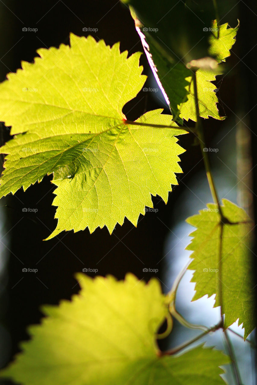 Grape leaves attached on the window 