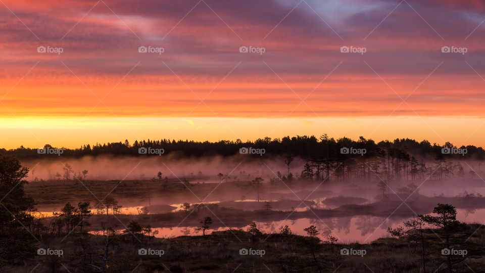 Sunrise. Swamp. Summer.