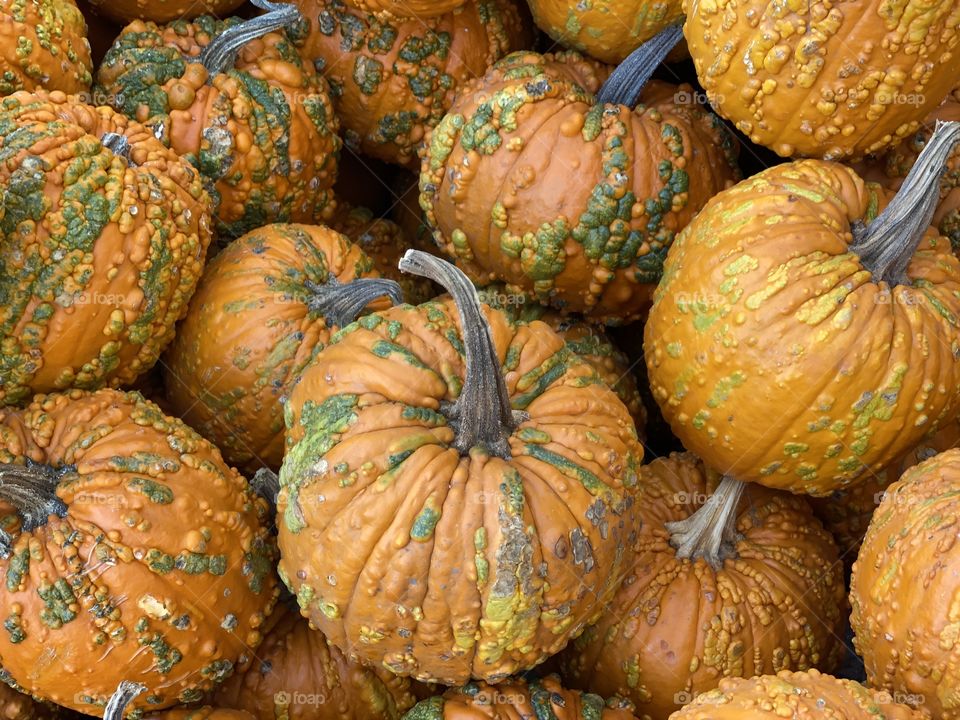 Looking down on a bunch of orange pumpkins which are covered with green bumps known as Knuckleheads