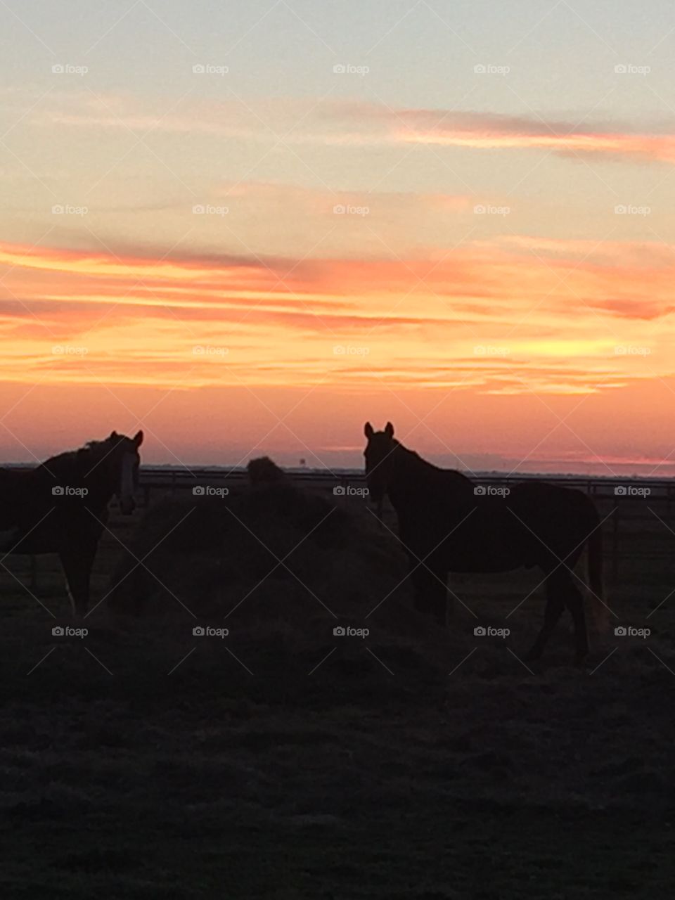 Night at the ranch with the horses