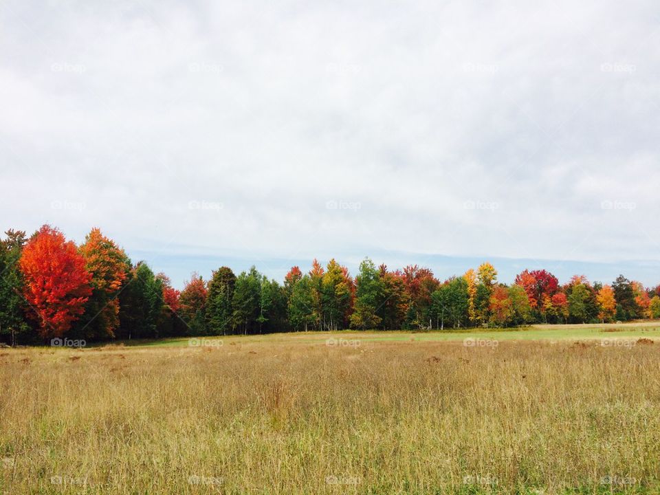 Autumn meadow