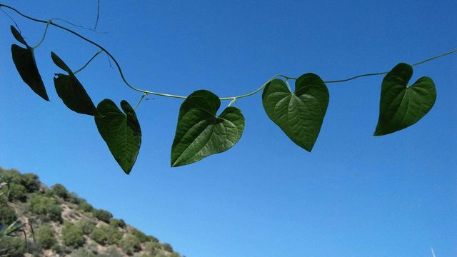 Wonderful Hearts made of green leaves embraced blue sky.