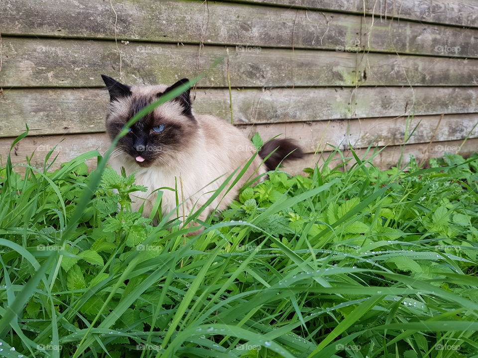 Puss in the grass